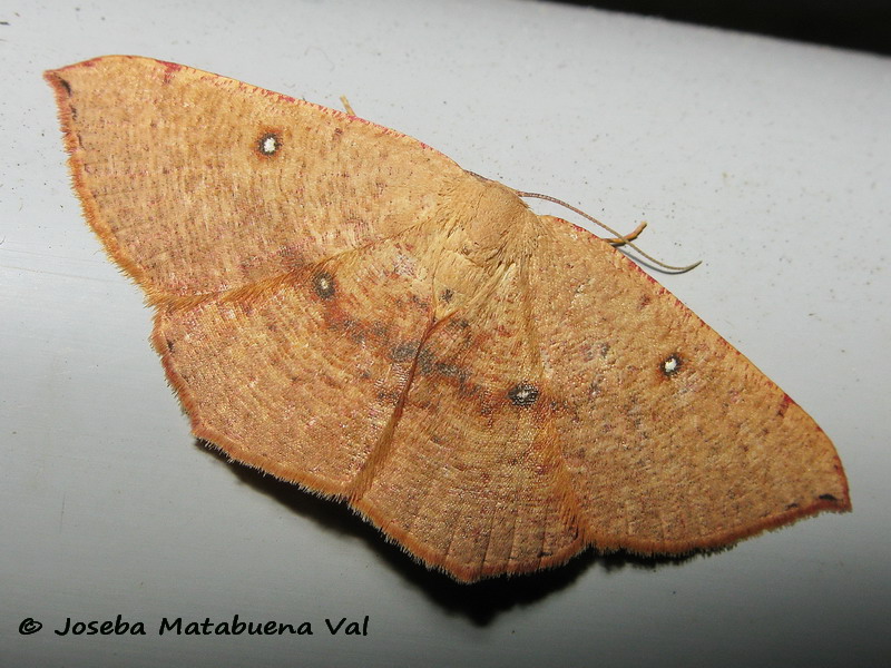 Cyclophora (Cyclophora) puppillaria ? S